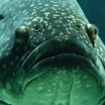 fish-aquarium-school-of-fish-under-water-159496