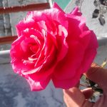 IMAG0404