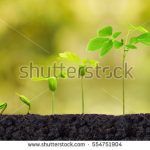 stock-photo-agriculture-plant-seedling-baby-plants-growing-in-germination-sequence-on-fertile-soil-with-554751904